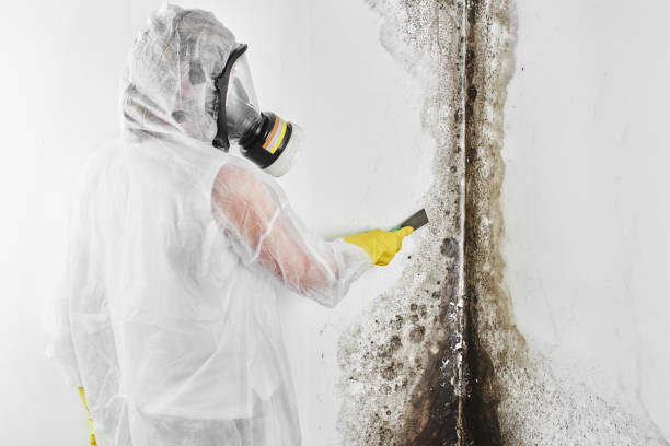 Best Commercial Mold Remediation in Preston, TX
