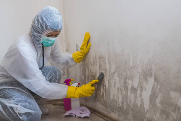 Best White Mold Remediation in Preston, TX