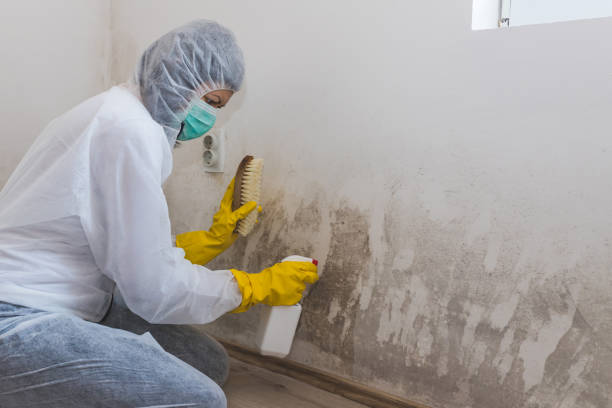 Best Residential Mold Remediation in Preston, TX