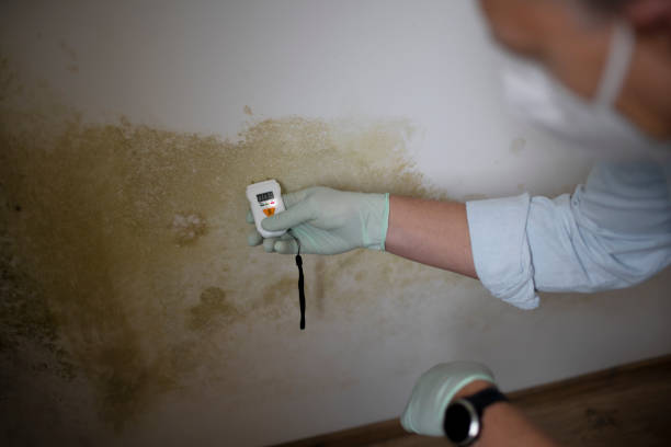 Best Post-Flood Mold Remediation in Preston, TX