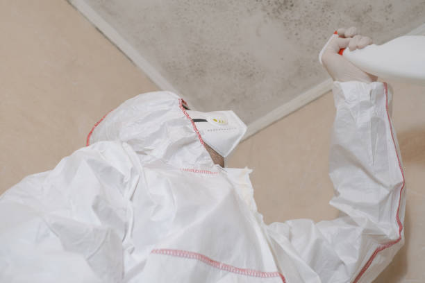 Best Kitchen Mold Remediation in Preston, TX