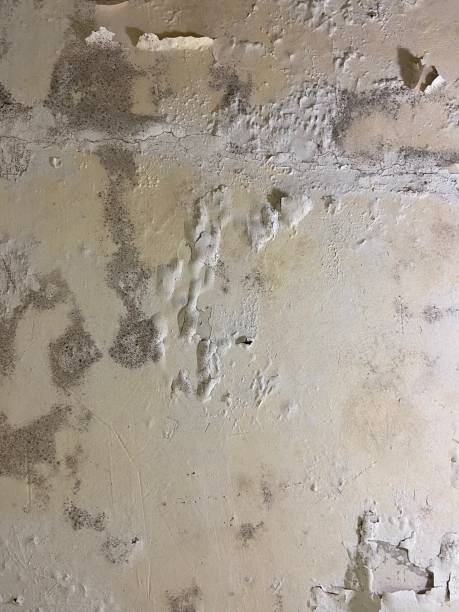 Best HVAC Mold Remediation in Preston, TX