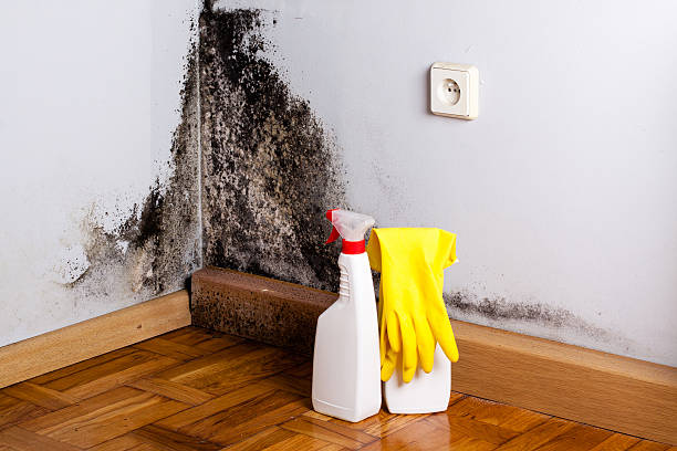 Best Bathroom Mold Remediation in Preston, TX