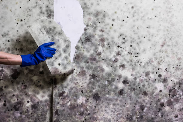 Best Industrial Mold Remediation in Preston, TX