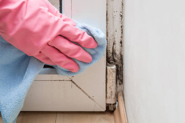 Best Residential Mold Remediation in Preston, TX